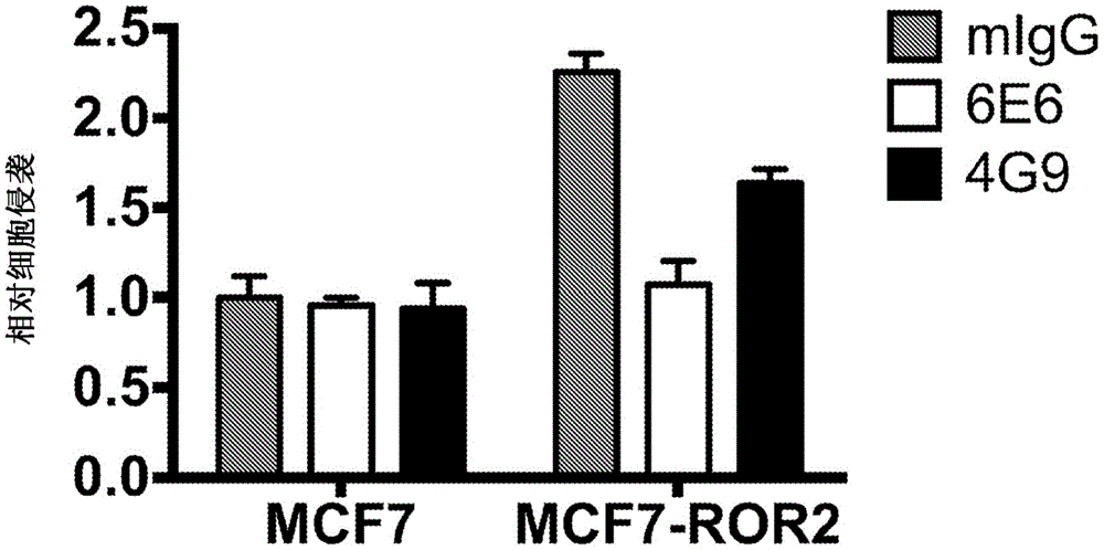 抗ROR-2抗体和使用方法
