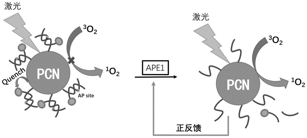 肿瘤特异性酶响应的光动力治疗纳米材料及其制备与应用