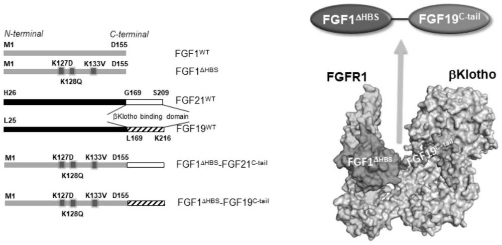 FGF嵌合蛋白及其在制备治疗糖尿病药物中的应用