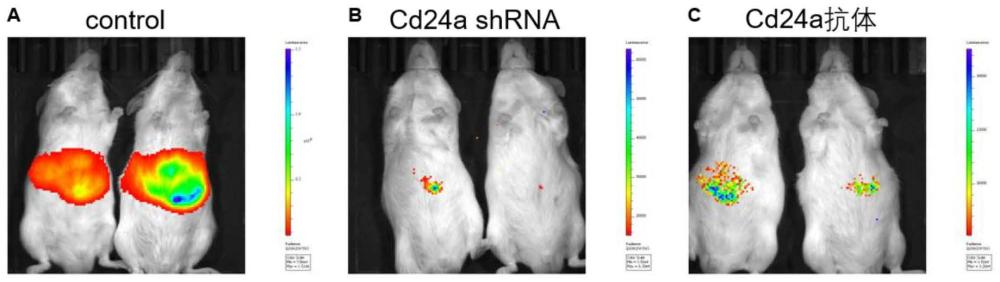 CD24作为Hippo通路失活亚型肝细胞癌生物标志物的应用