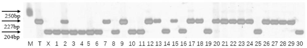 一种与小麦苗期侧根数目基因座紧密连锁的分子标记及其应用