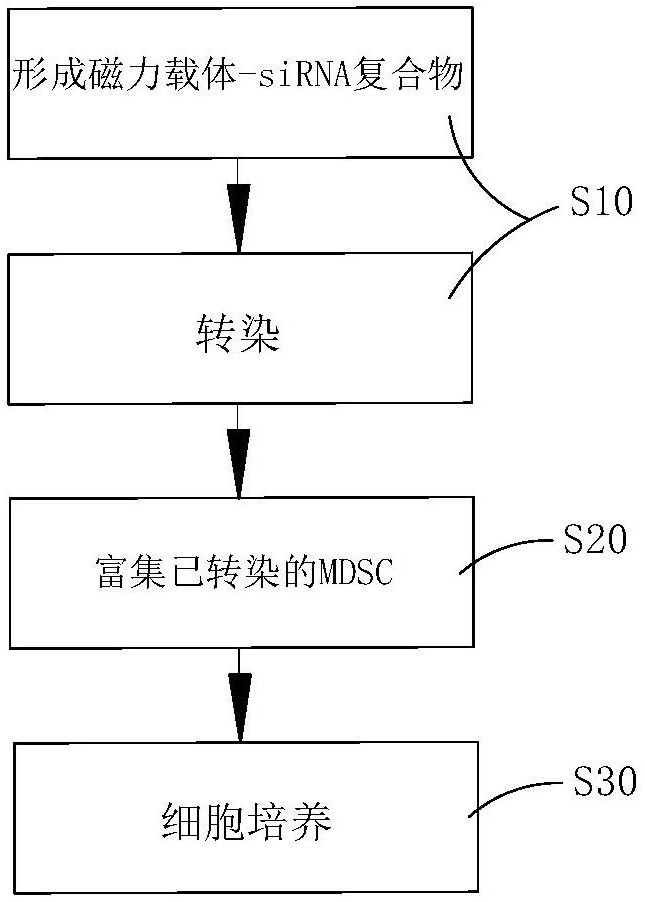 一种原代MDSC的体外基因表达干预方法