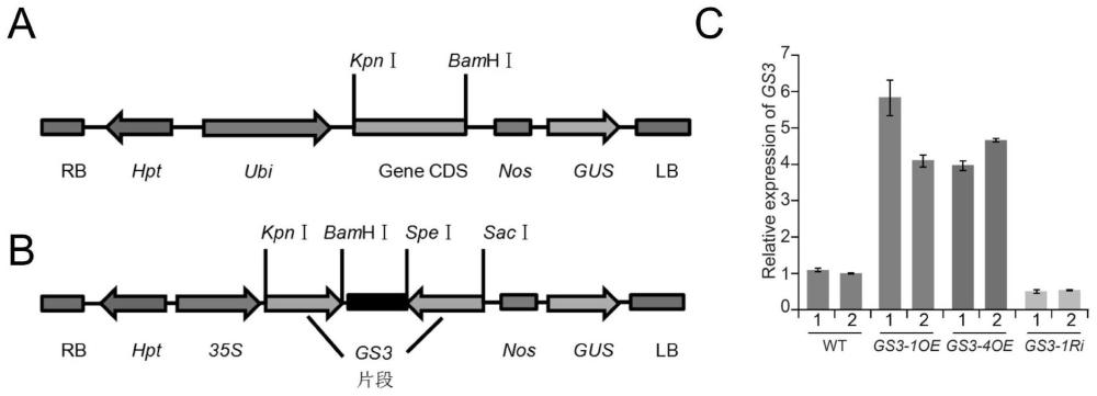 一种植物GS3基因或蛋白在调控植物耐盐碱中的应用