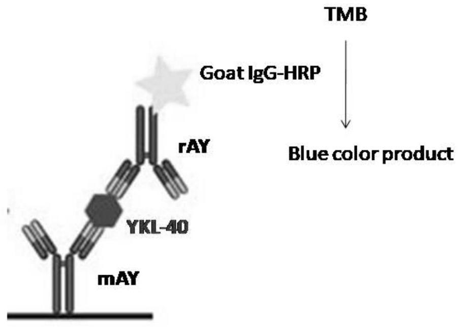 抗体组合物及应用、检测血液中YKL-40浓度的方法
