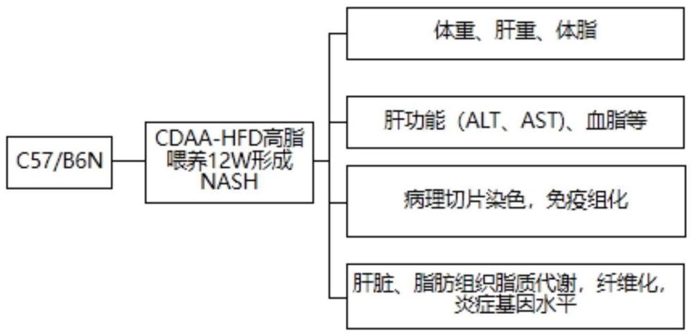 GW9662制备治疗非酒精性脂肪性肝炎药物的应用