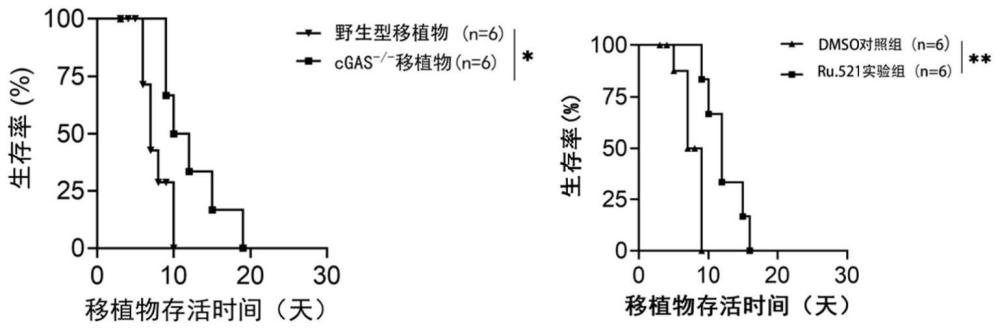 cGAS基因抑制剂在作为治疗心脏移植排斥药物中的应用