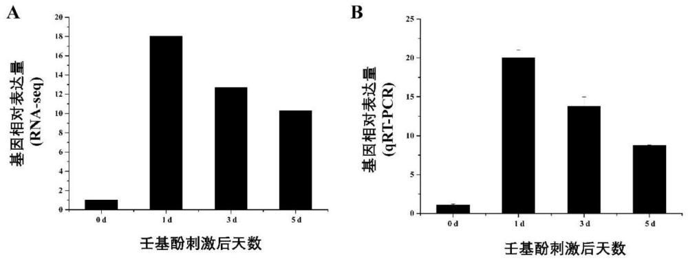 长牡蛎Cgsh1p基因表达量变化在预测壬基酚污染方面的应用