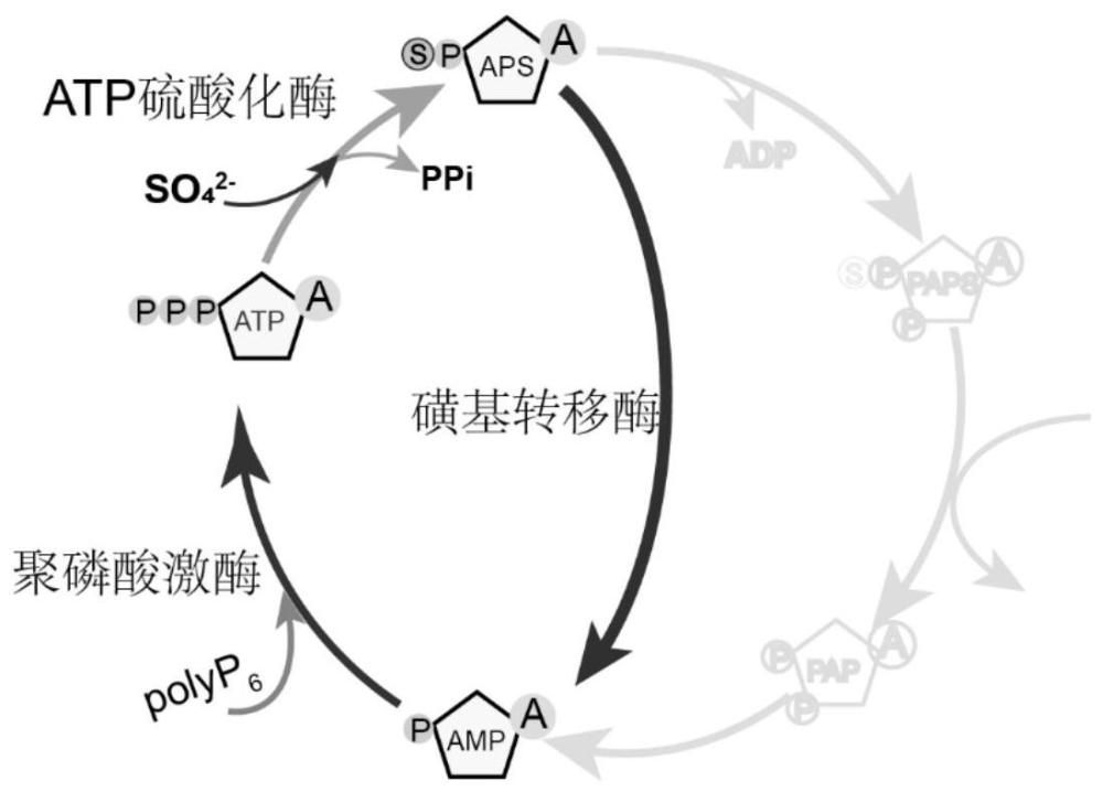 一种基于APS为活性磺酸供体的合成和再生系统的构建方法