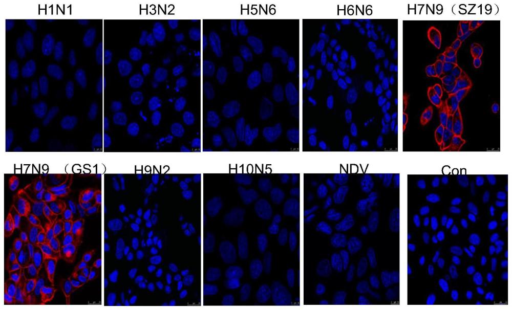 一种抗H7N9亚型流感病毒HA蛋白的纳米抗体及其噬菌体展示文库的构建方法和应用