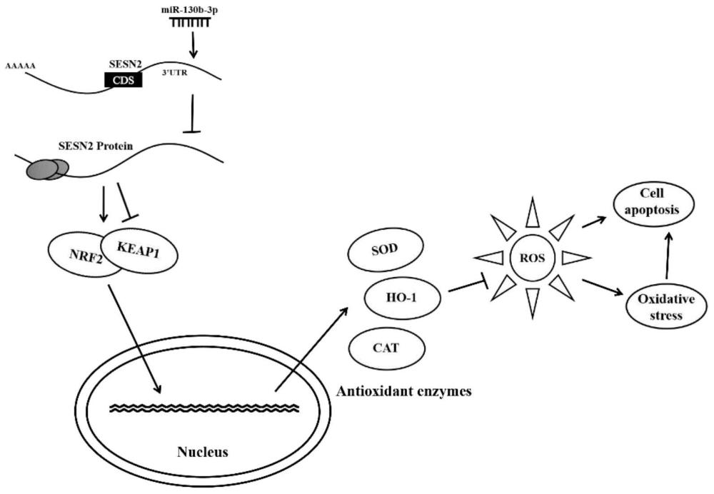 SESN2和chi-miR-130b-3p在调节由玉米赤霉烯酮诱导的颗粒细胞凋亡中的应用