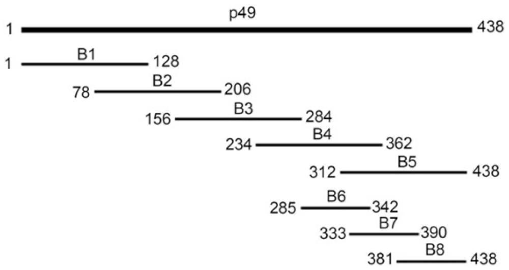ASFV p49蛋白线性表位肽、其特异抗体、杂交瘤细胞及其应用