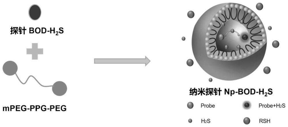 一种可猝灭血液背景荧光的染料、硫化氢探针及其制备方法和应用