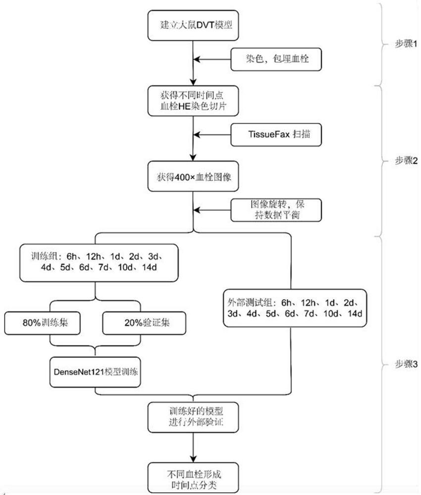 结合组织学图像与深度迁移学习的血栓分期模型构建方法
