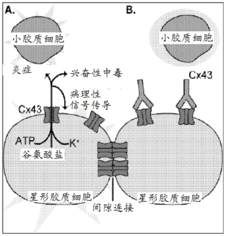 连接蛋白(Cx)43半通道结合抗体及其用途