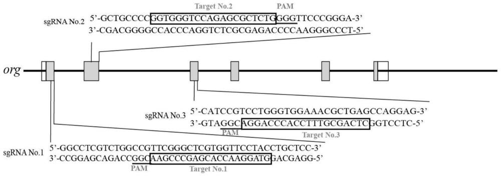 海水青鳉母源效应基因org及其sgRNA片段