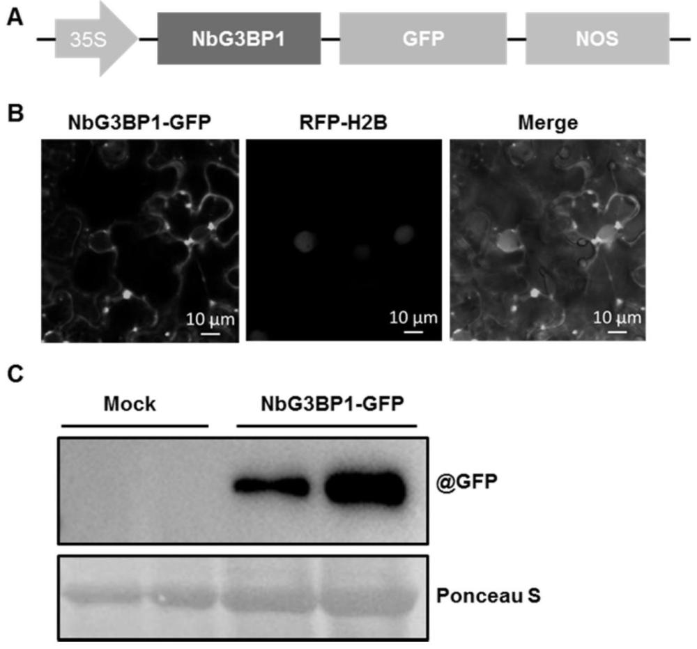 NBG3BP1基因在调控植物抗双生病毒中的应用及转基因植物培育方法