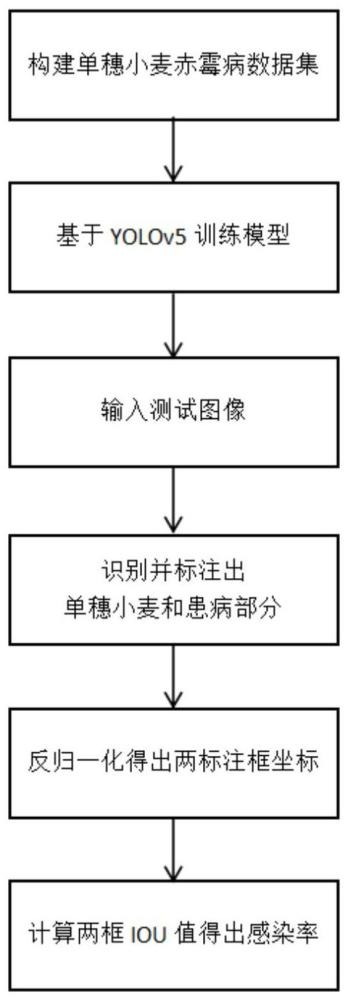 一种基于YOLOv5的单穗小麦赤霉病感染率检测方法