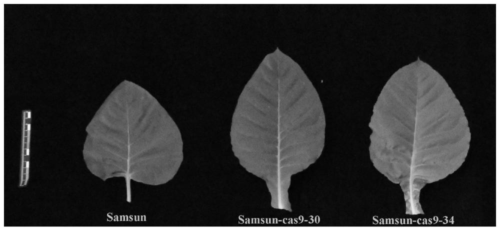 一种控制烟草叶柄形成发育的基因及其克隆方法和应用