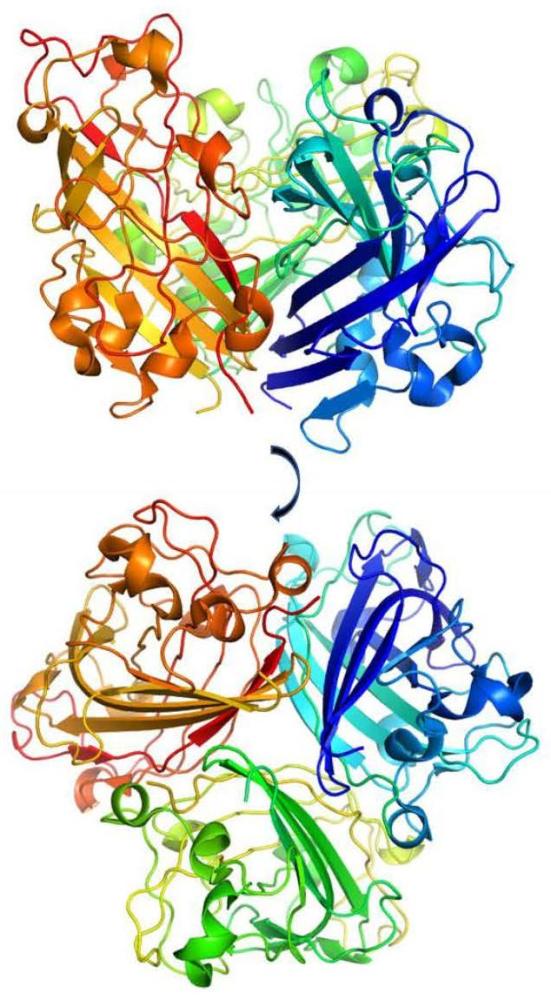 靶向禽腺病毒4型Fiber1蛋白的抗病毒亲和肽及应用
