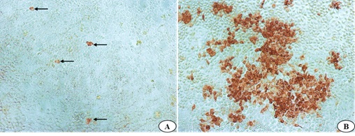 犬冠状病毒S1蛋白特异性小分子抗体Fab及其制备方法