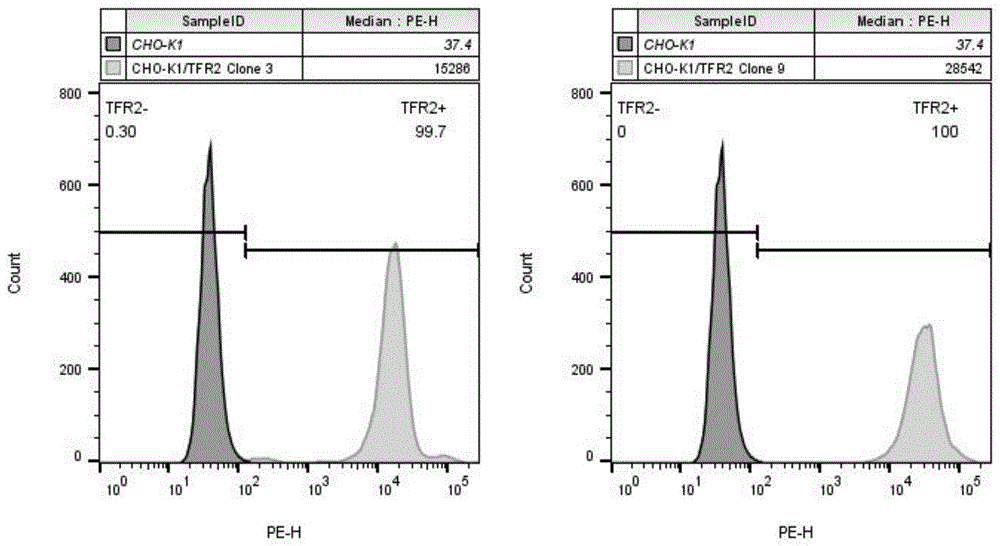 一种human TfR2高表达的稳转细胞株及其构建方法和应用