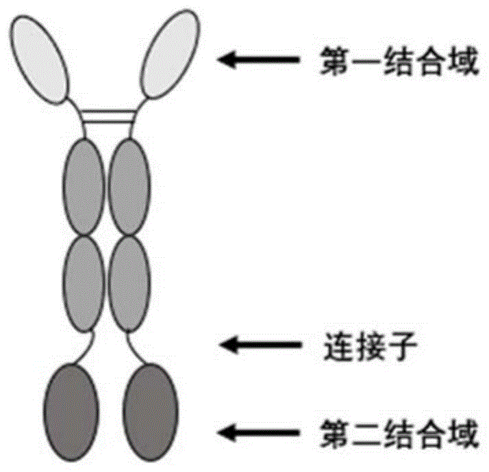 包含SIRPα突变体的融合蛋白