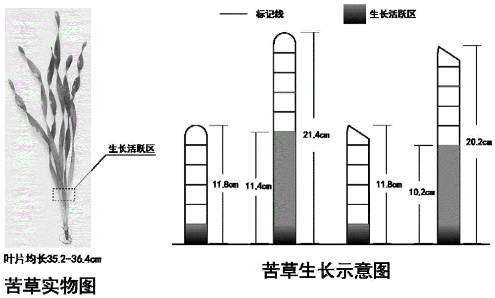 水域生态修复中摄食胁迫下水草生长恢复的观察方法及其应用