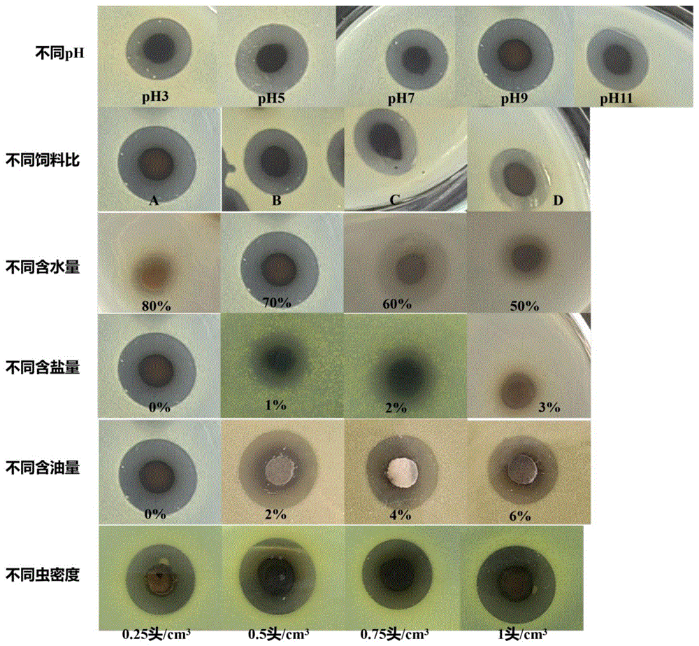 一种产高活性抗菌肽的黑水虻幼虫的养殖用培养基质、养殖方法和抗菌肽提取方法