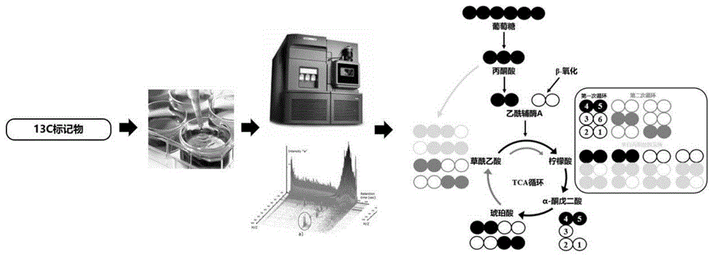 一种基于同位素示踪技术结合高分辨质谱的精准代谢流分析TCA循环的方法