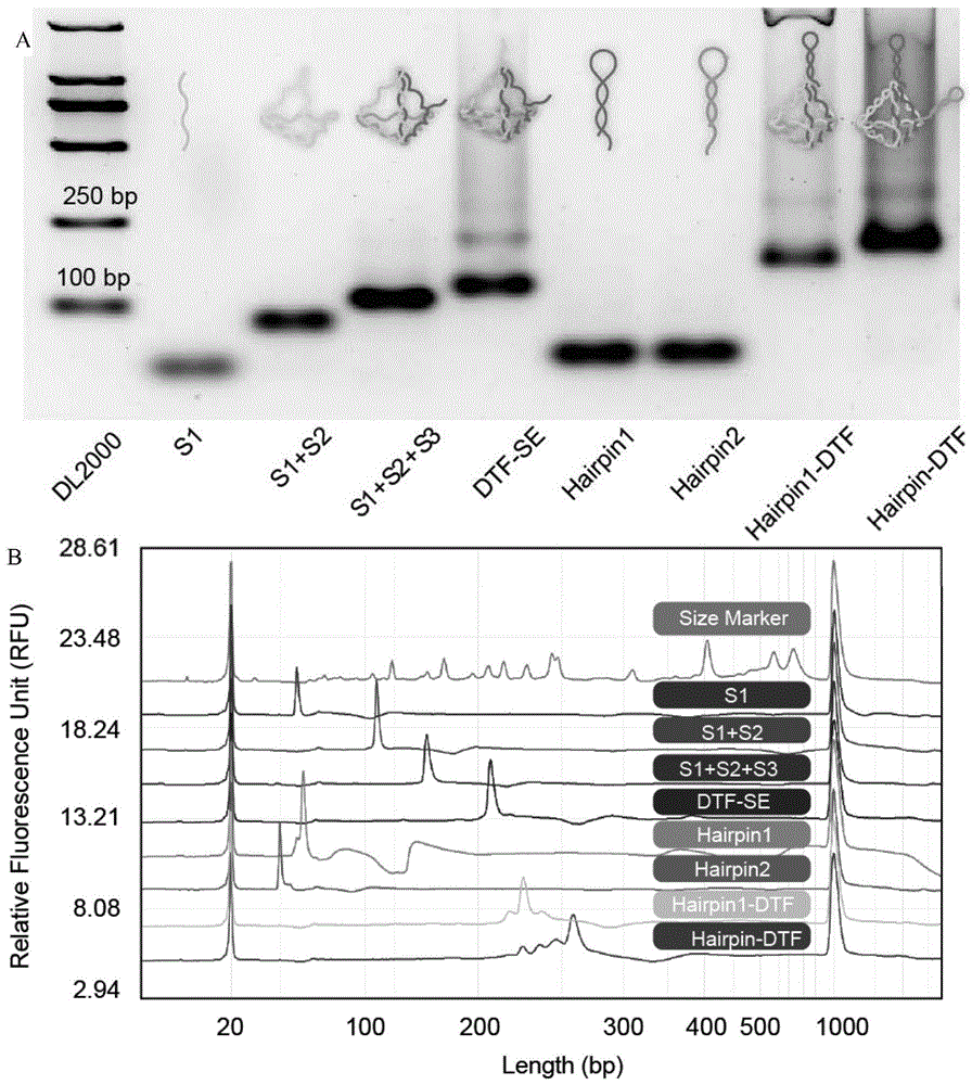 一种CD4+T淋巴细胞的快速检测探针及其应用