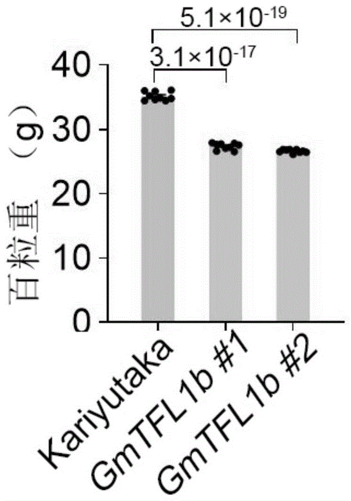 大豆GmTFL1b基因及其在调控种子大小中的应用