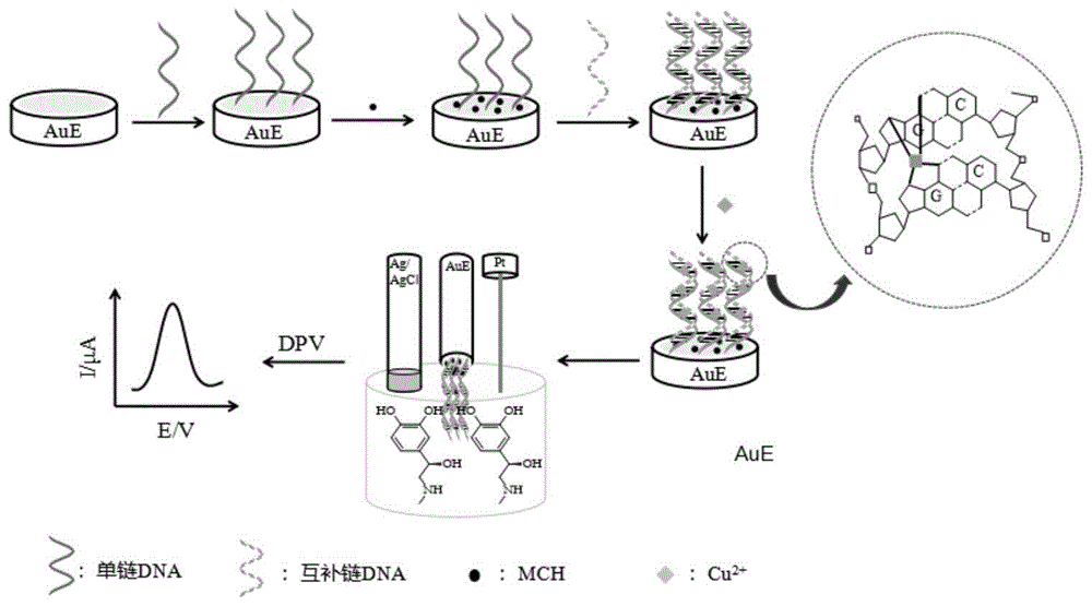 基于铜离子与DNA相互作用制备的电化学生物电极及其用途