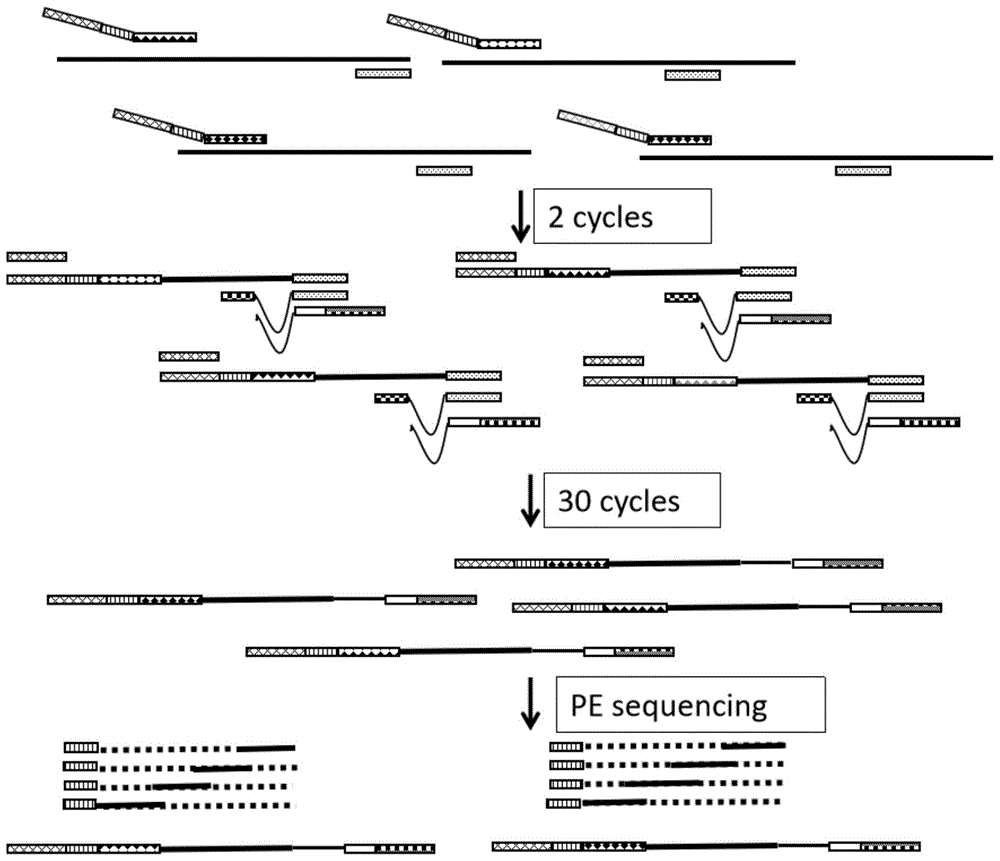 一种DNA条形码二代测序文库的构建方法及其应用