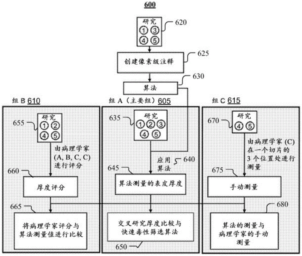 使用深度学习评定体外组织样品中的皮肤毒性