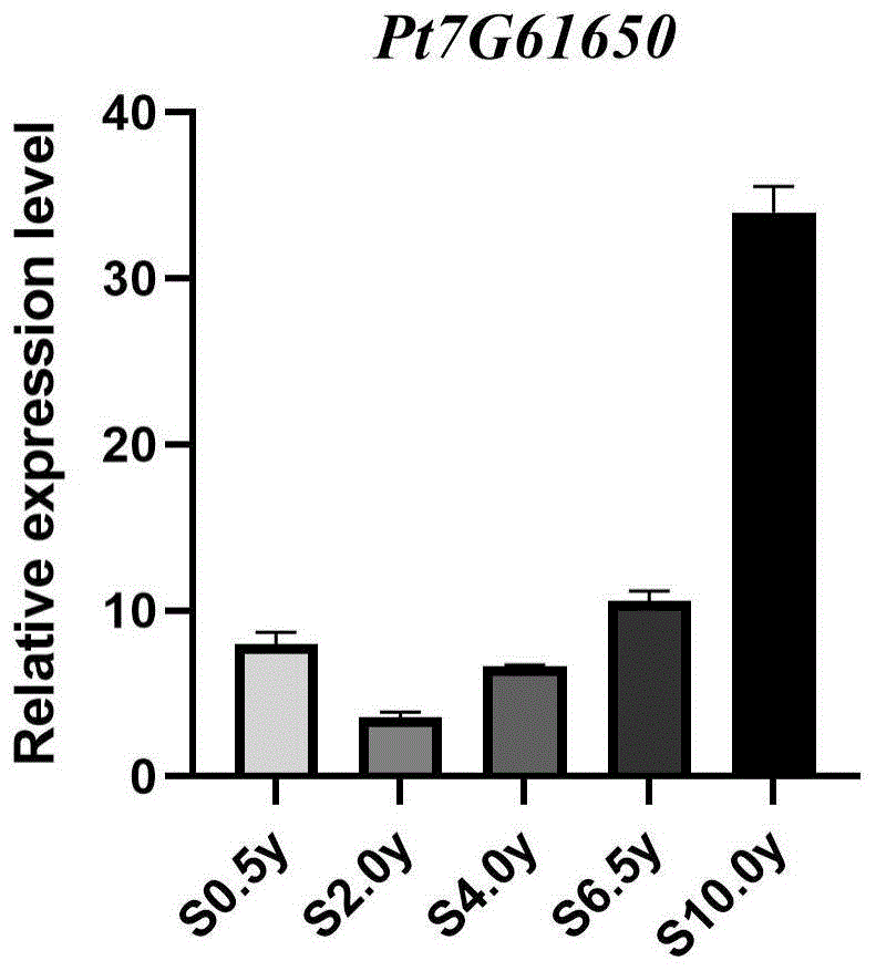 鉴别湿加松营养生长不同时期的标记基因Pt7G61650及其应用方法