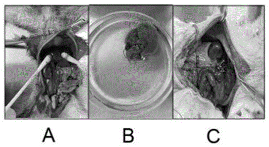 一种大鼠树鼩异种原位肝移植模型建立方法