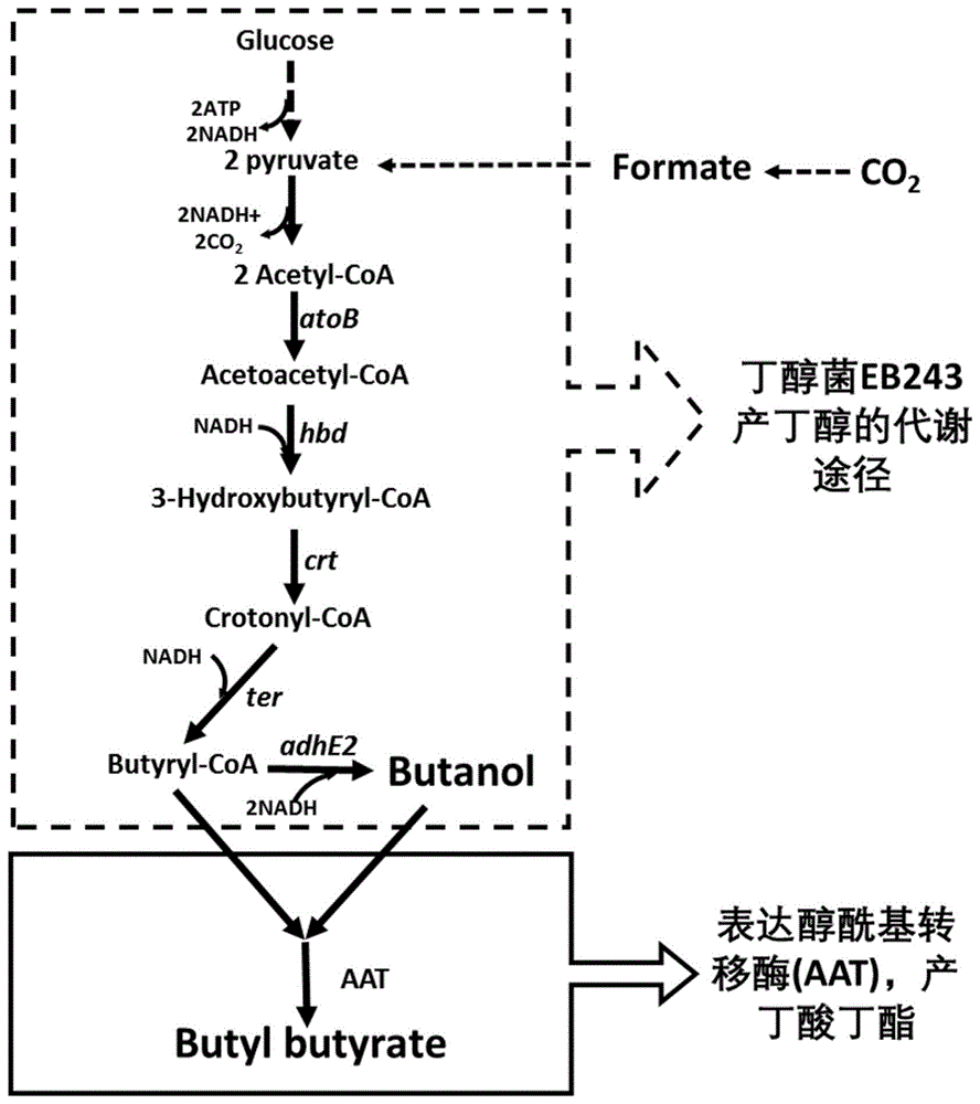 醇酰基转移酶、工程菌株及其应用