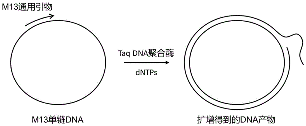 测定Taq DNA聚合酶绝对活性的方法