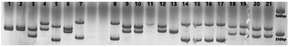 鳞砗磲四碱基重复微卫星DNA分子标记