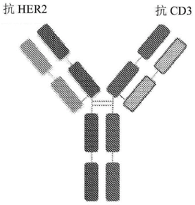 结合CD3的多特异性抗原结合蛋白及其用途