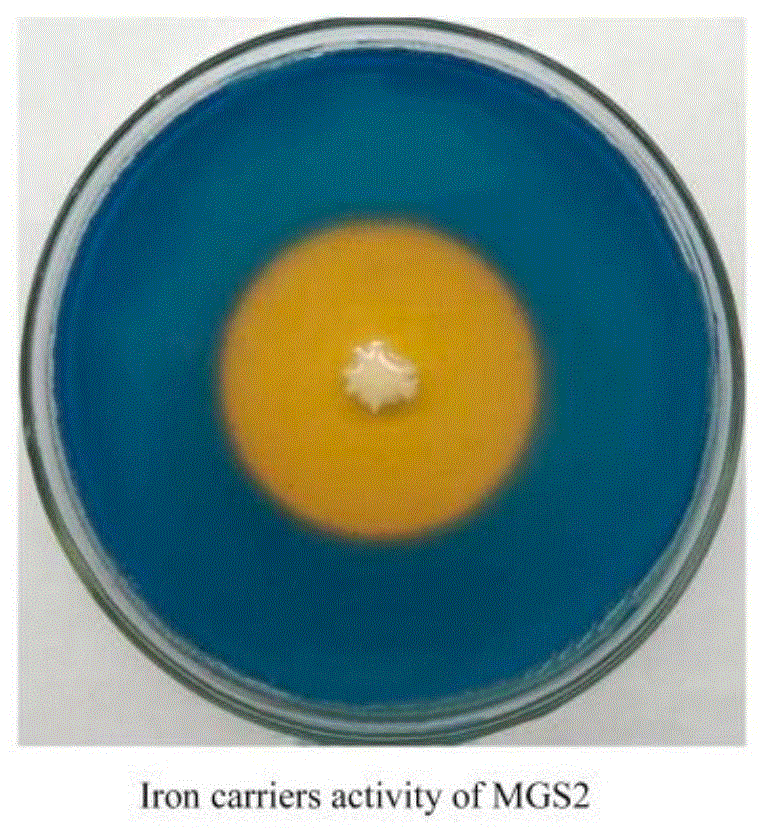 伯克霍尔德氏菌MGS2在生产铁载体中的应用