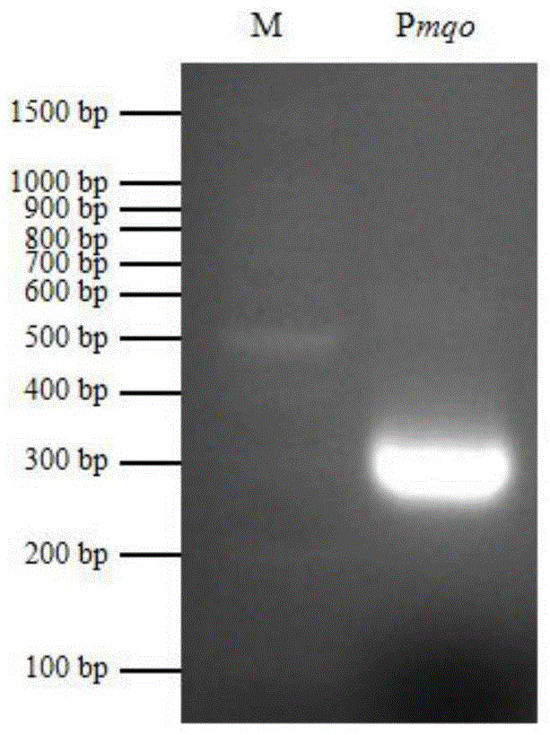 一种利用生物发光报告系统鉴定肺炎克雷伯菌基因昼夜节律表达的方法