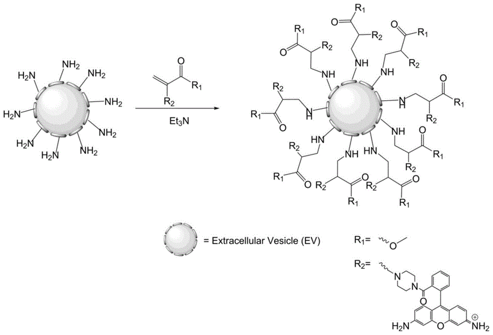 细胞外囊泡与α,β-不饱和羰基化合物的生物偶联方法