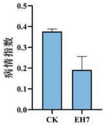 一株内生耐冷草假单胞菌菌株EH7及其应用