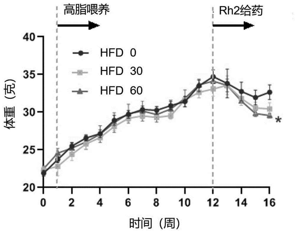 拟人参皂苷Rh2制备治疗肥胖和/或肥胖并发症的药物的用途
