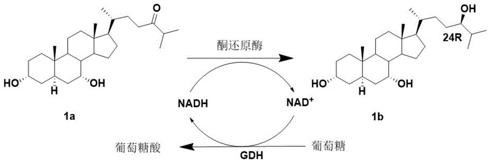 一种酮还原酶突变体及其应用