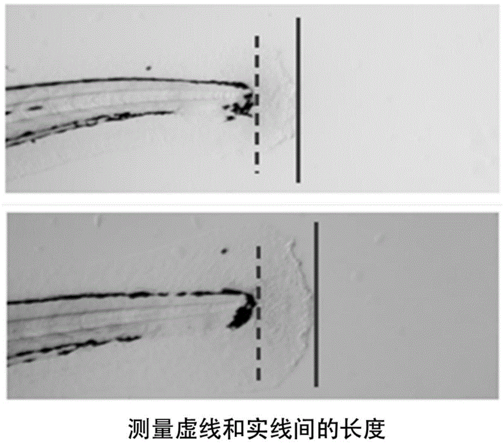 一种抗氧化修复组合物及其制备方法与应用