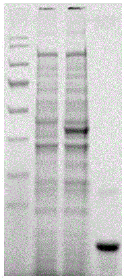 一种检测马IL-1β双抗体夹心ELISA试剂盒及其应用