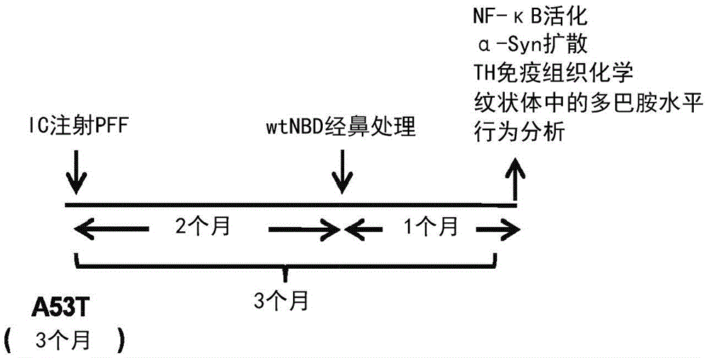 用鼻内NF-κB必需调节因子(NEMO)-结合域(NBD)肽治疗神经退行性病症的方法