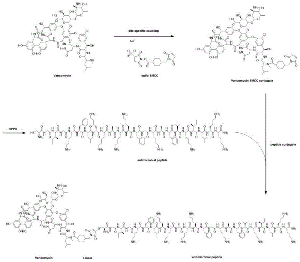 一种万古霉素-抗菌肽偶合物及其应用